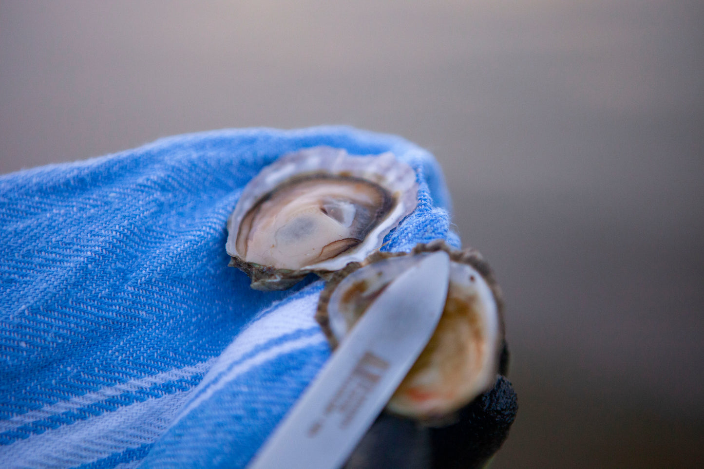 Dozen Oysters of the Month Subscription