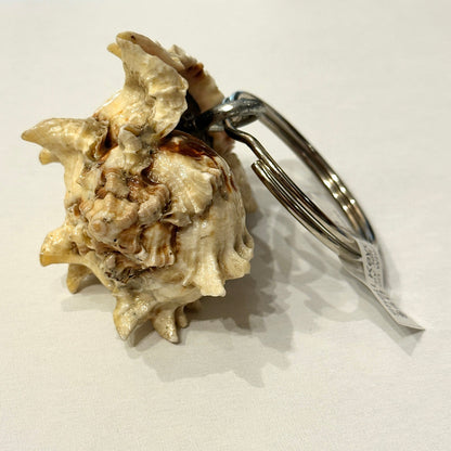 Shell keychain attached to a metal ring on a white background