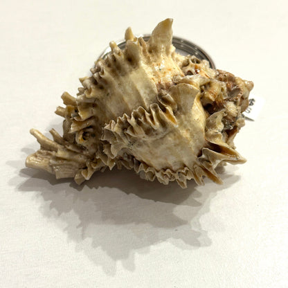 Close-up of a large, textured seashell on a white background