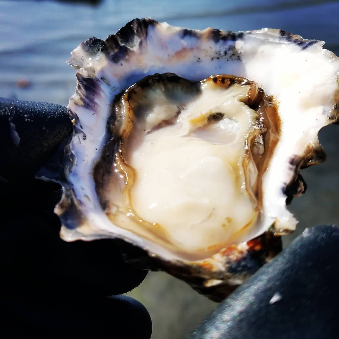 Dozen Oysters of the Month Subscription