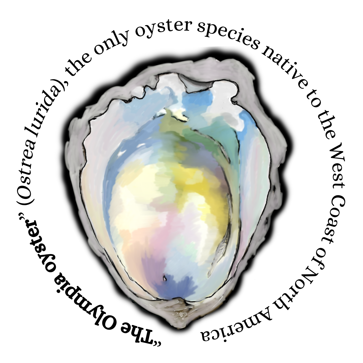 Sticker of a colorful oyster shell with the words "The Olympia oyster" (Ostrea lurida), the only oyster species native to the West Coast of North America