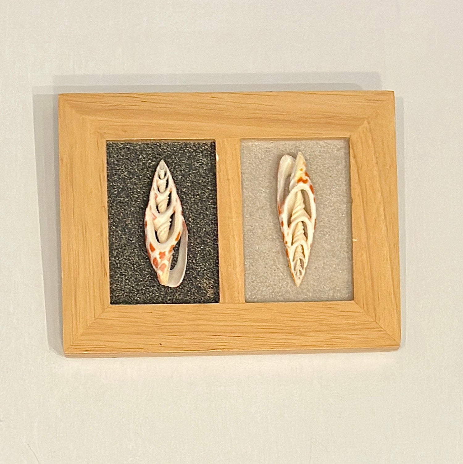 Two shell specimens in a wooden frame on a beige background
