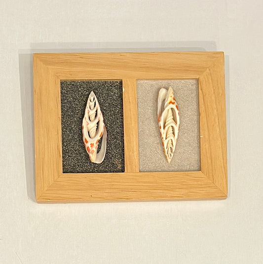 Two shell specimens in a wooden frame on a beige background