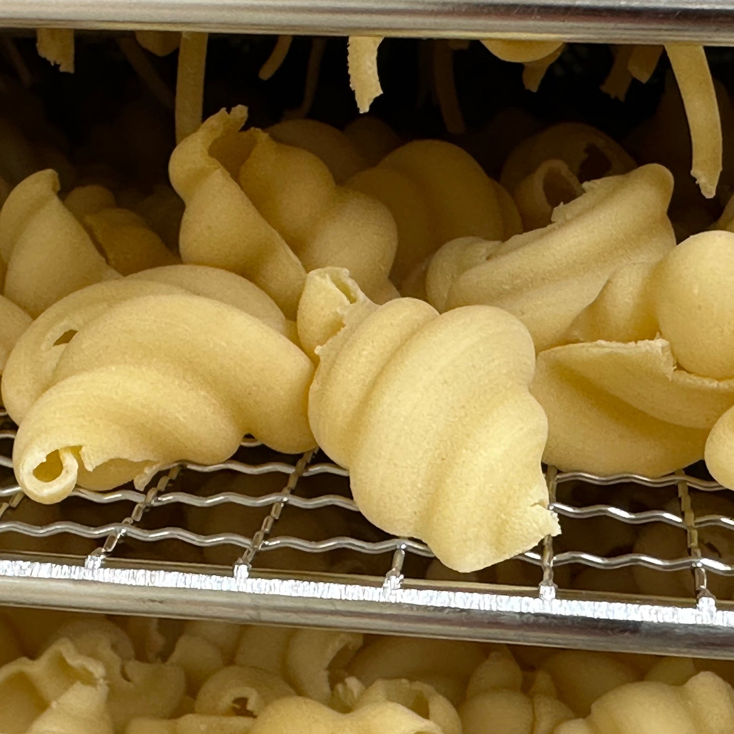 Conchiglie Pasta