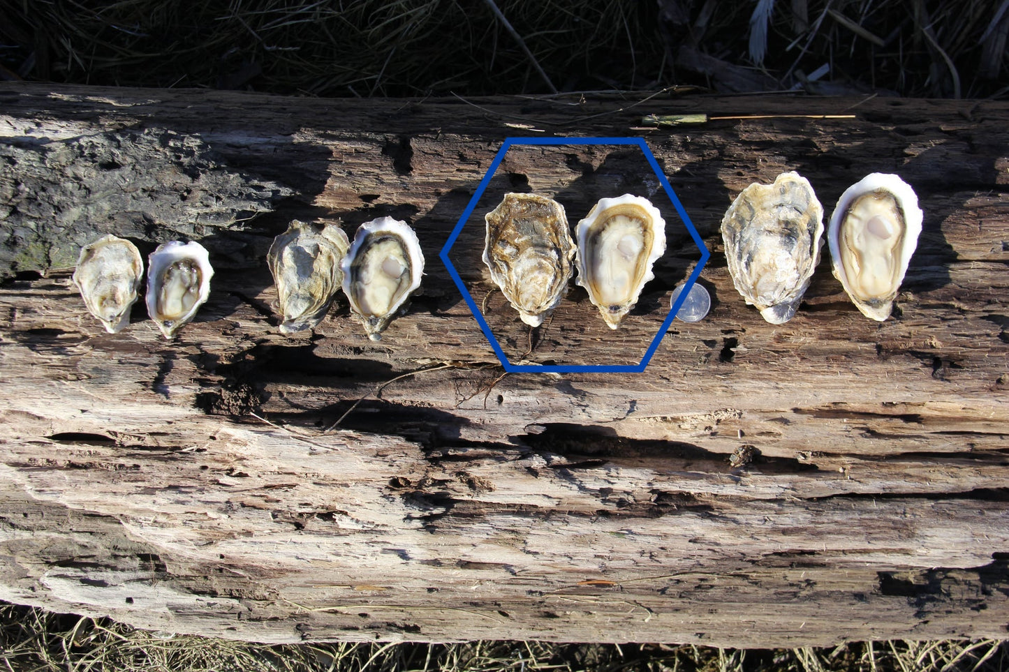 "Sea Mist" Medium Pacific Oysters from Similk Bay (perishable)