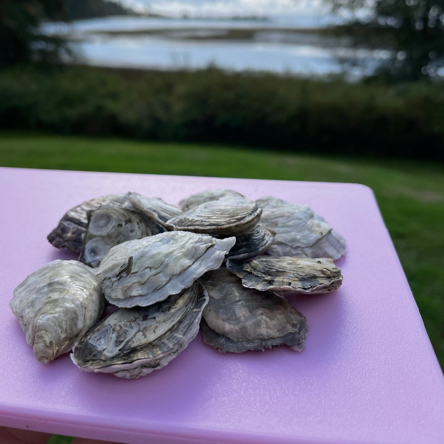 Pile of small oysters on a pink plastic tray with a blurred background of grass and water
