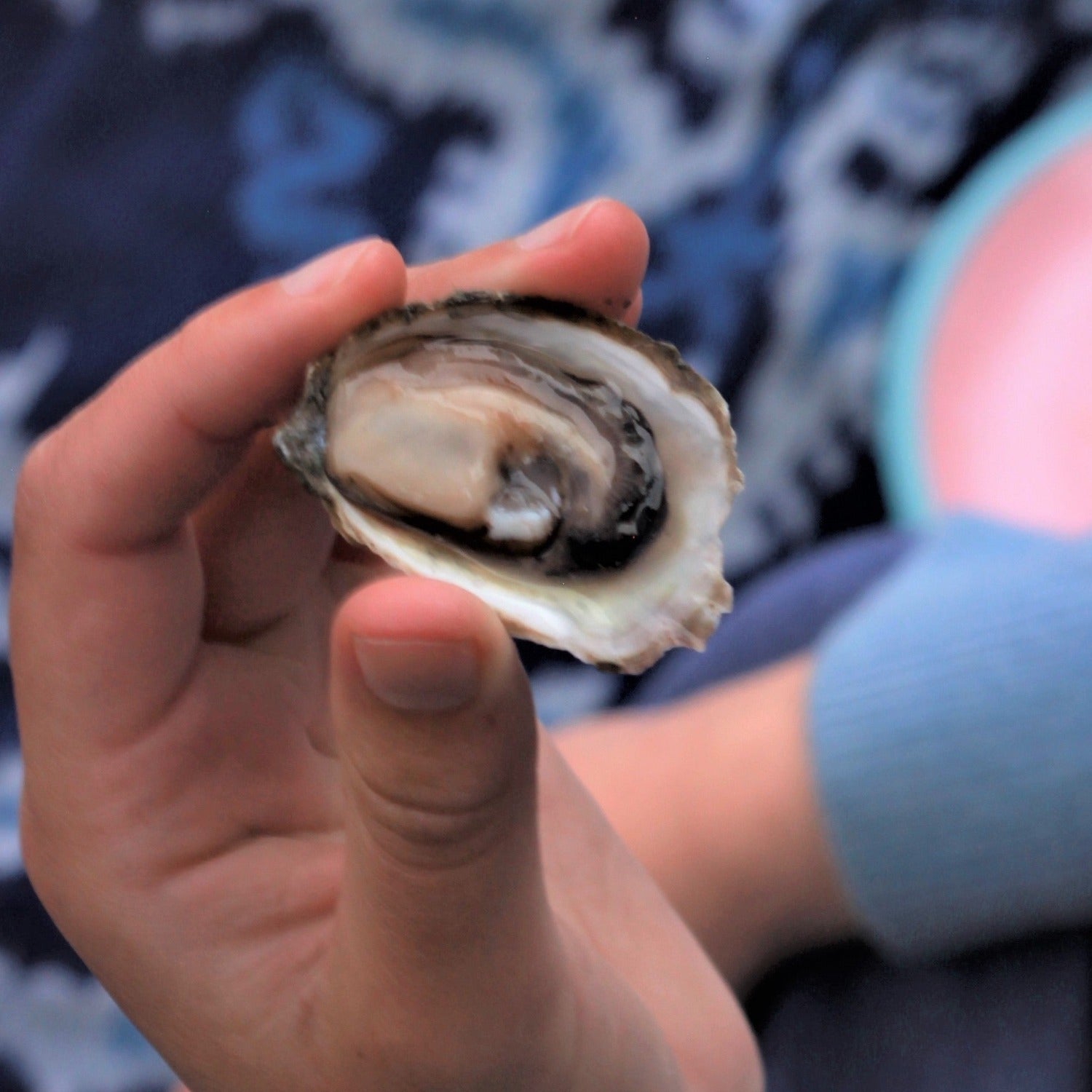 Hand holding small open oyster with blue background