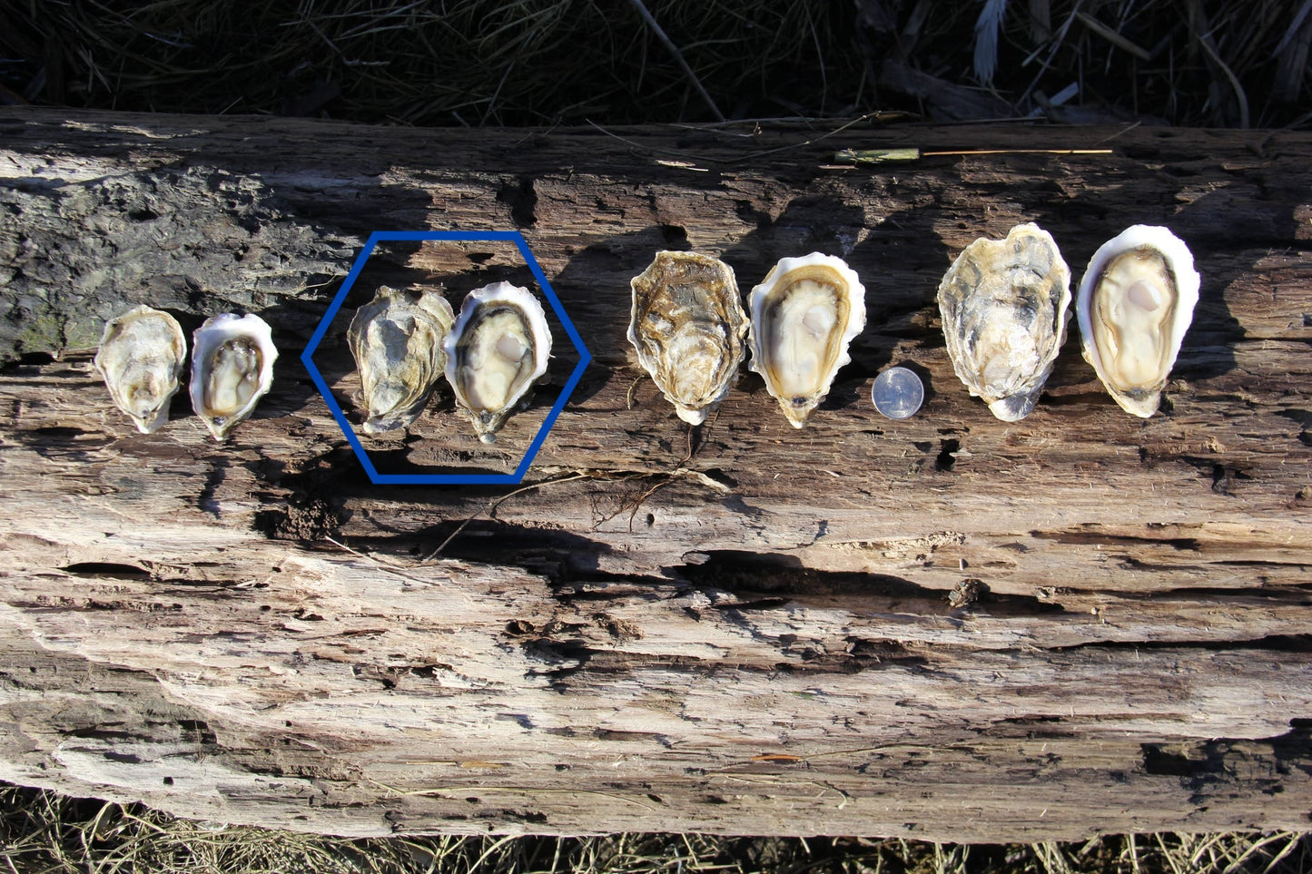 "Sea Whip" Small Pacific Oysters from Similk Bay (perishable)