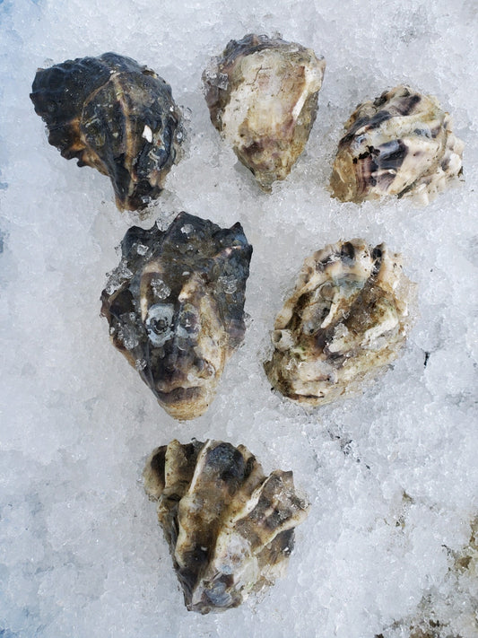 "Kukutali" Kumamoto Oysters from Similk Bay
