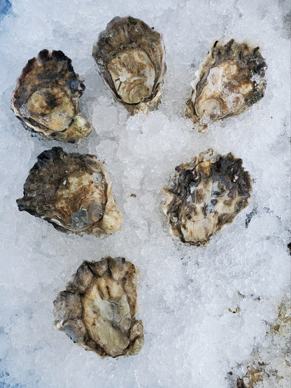 "Kukutali" Kumamoto Oysters from Similk Bay